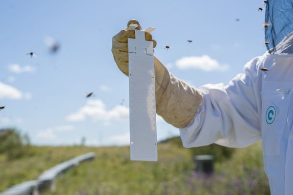 CALISTRIP® BIOX - Oxalsäurestreifen zur Varroabehandlung