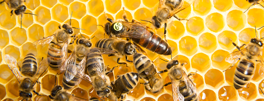 Biene Komplett-Set Königinnenzucht /Imkerei /Imkerbedarf /Beekeeping System